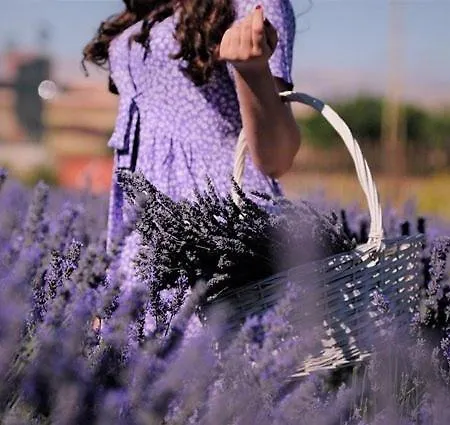 Le Jasmin Villa
